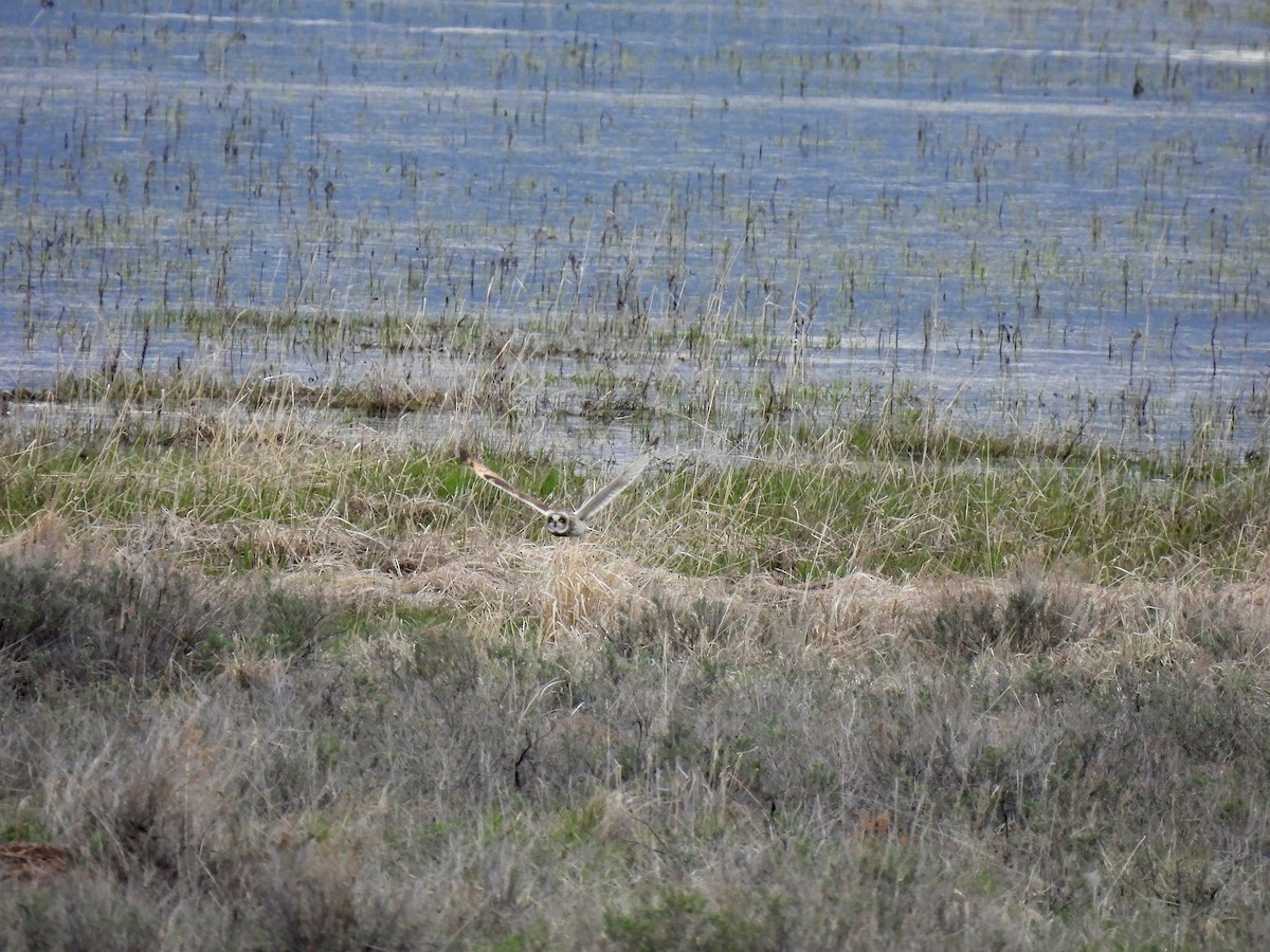 Short-eared Owl - ML635618156
