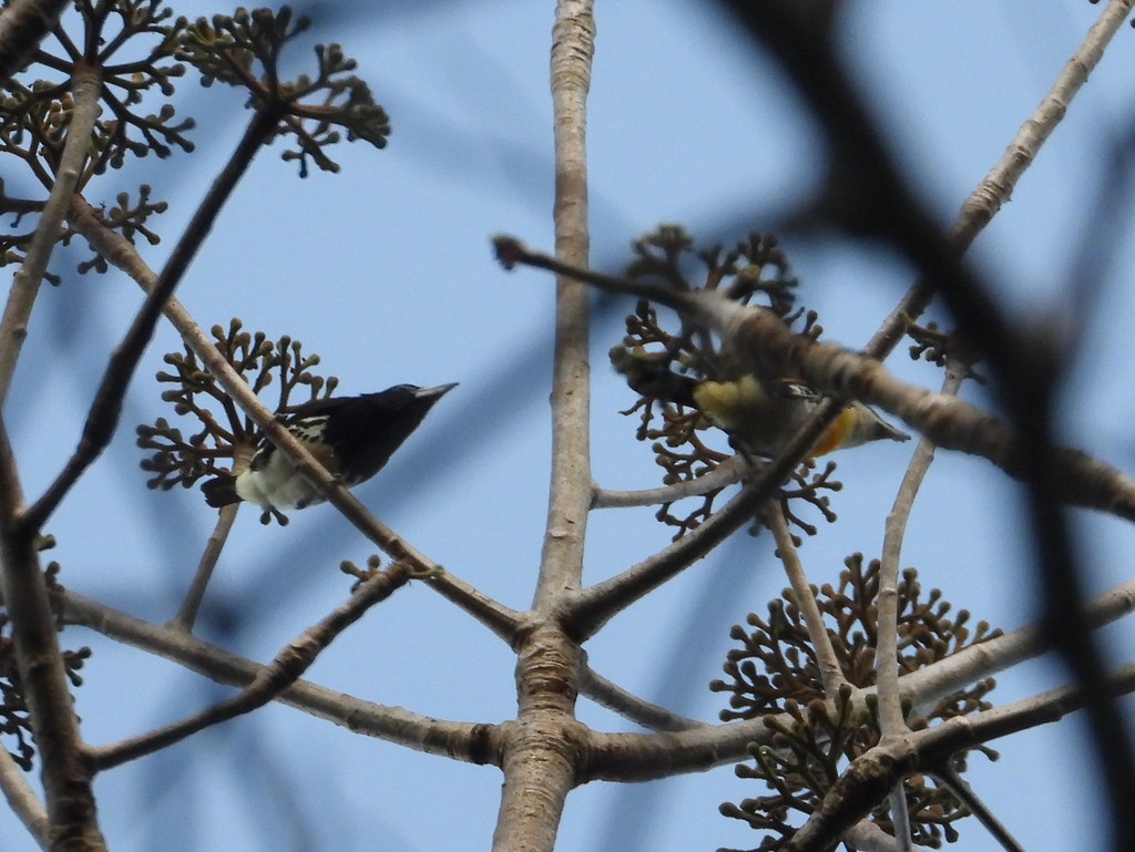 Spot-crowned Barbet - ML635618180