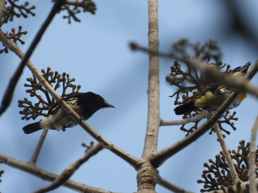 Spot-crowned Barbet - ML635618181
