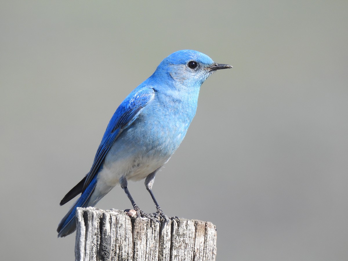 Mountain Bluebird - ML635618184