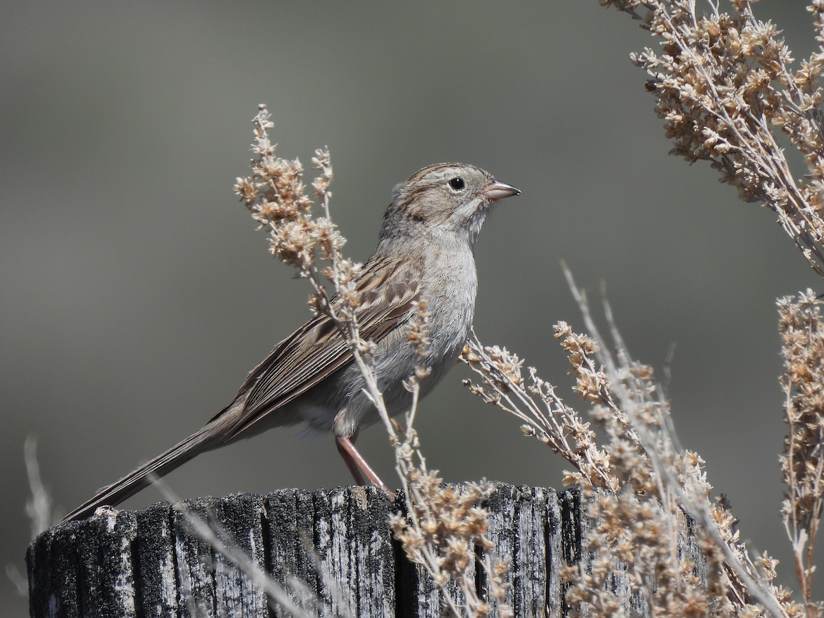Brewer's Sparrow - ML635618194