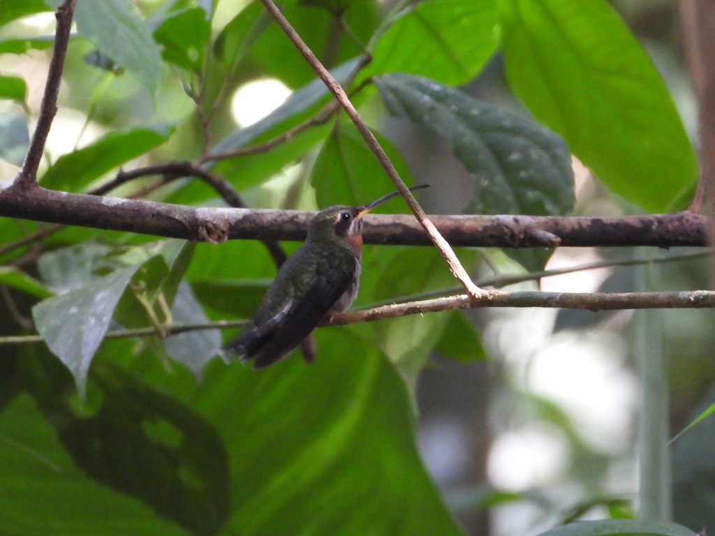 Band-tailed Barbthroat - ML635618212