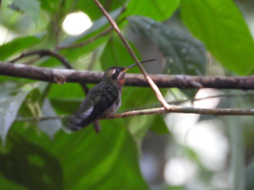 Band-tailed Barbthroat - ML635618213