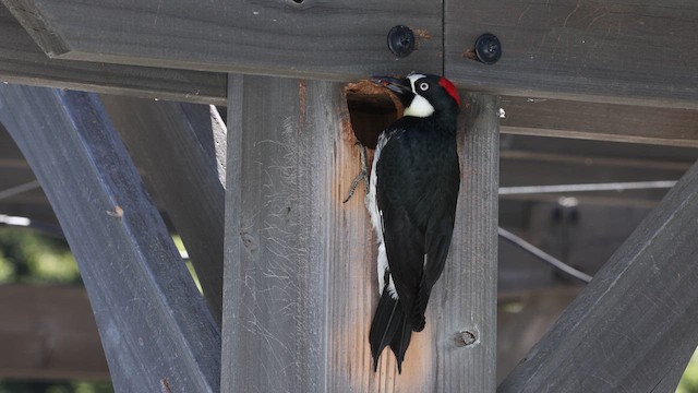 Acorn Woodpecker - ML635618286