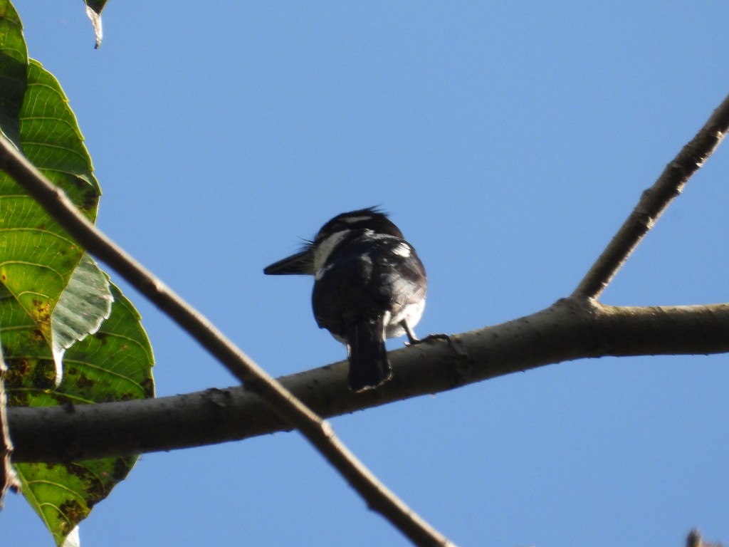 Pied Puffbird - ML635618292