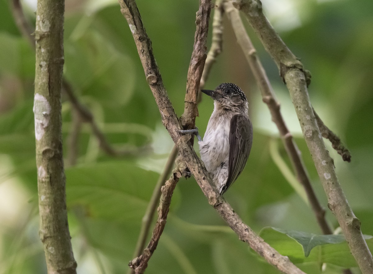 Grayish Piculet - ML635618301