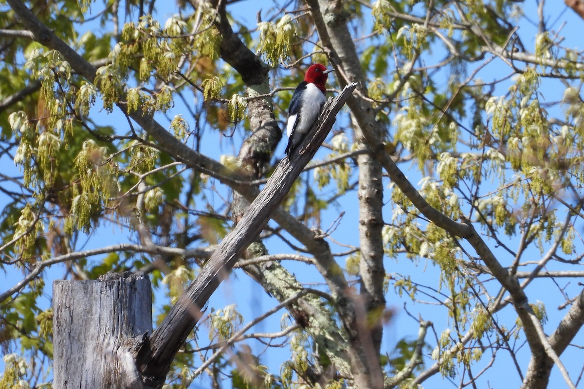 Red-headed Woodpecker - ML635618303
