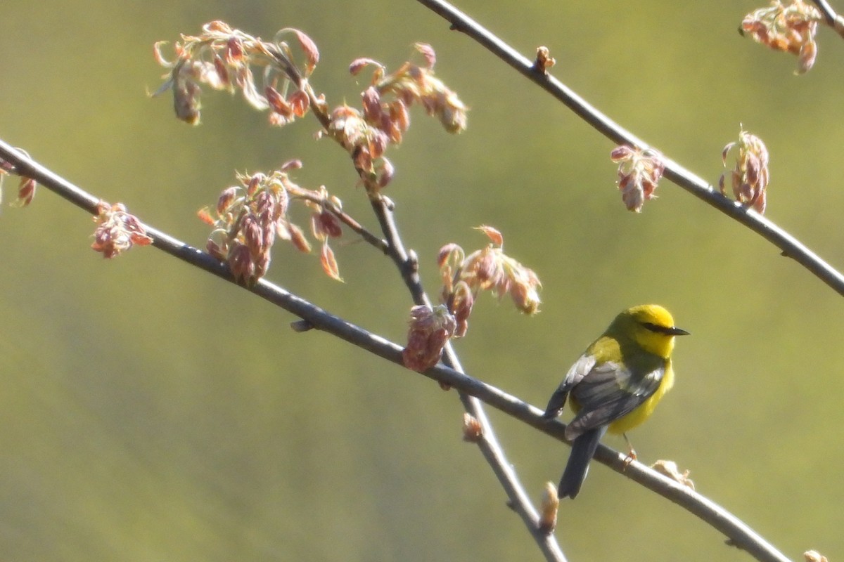 Blue-winged Warbler - ML635618330
