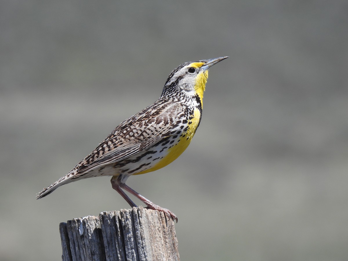 Western Meadowlark - ML635618338