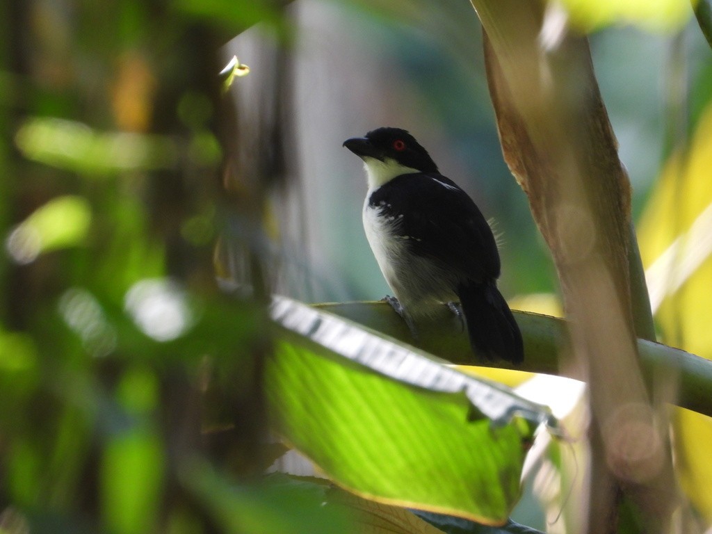 Great Antshrike - ML635618356