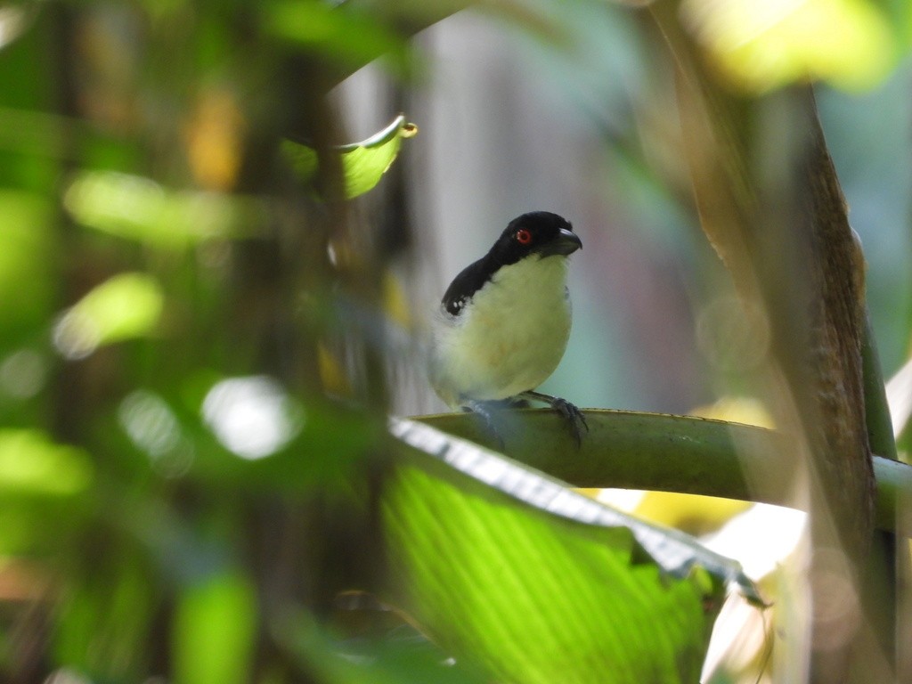Great Antshrike - ML635618357