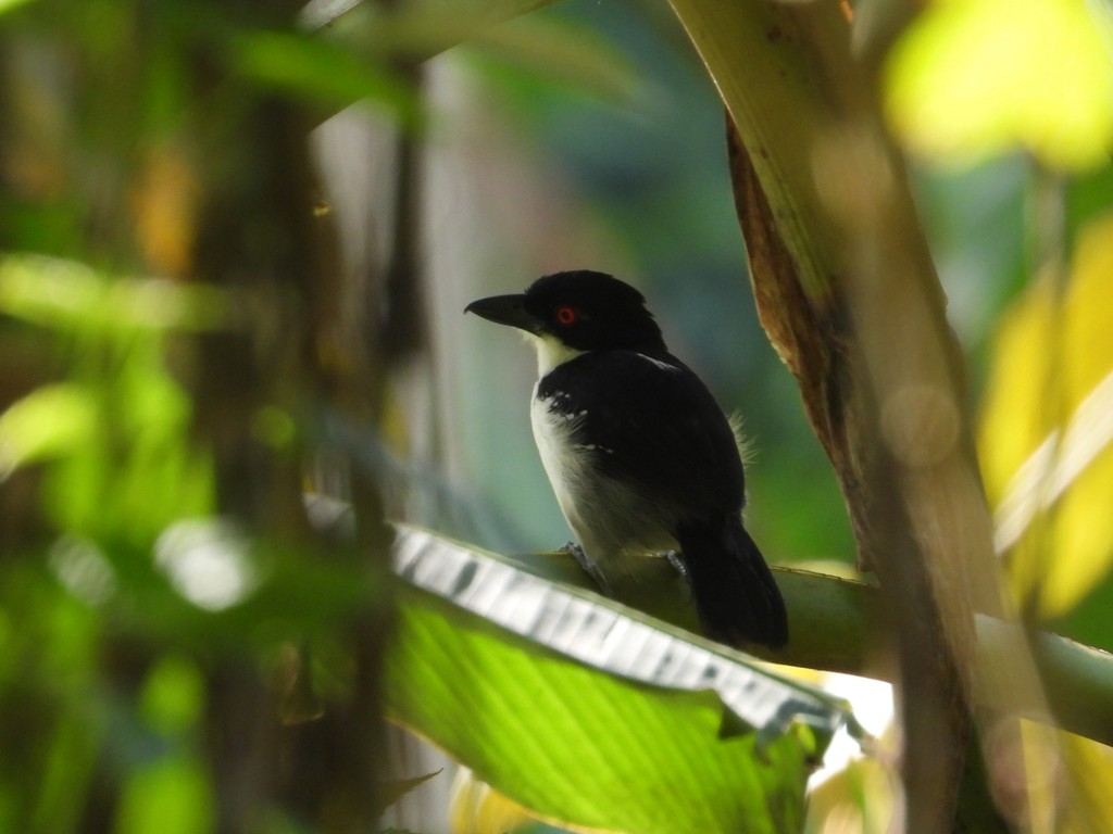 Great Antshrike - ML635618359