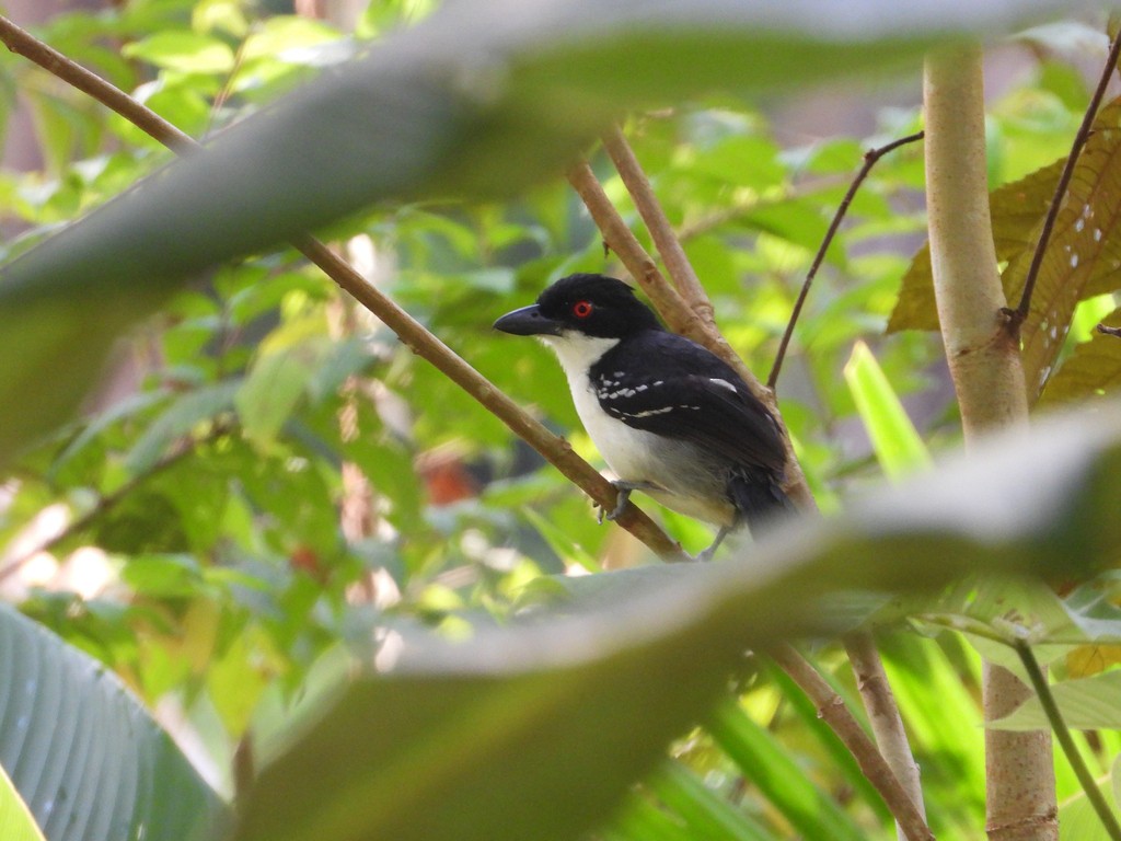 Great Antshrike - ML635618360