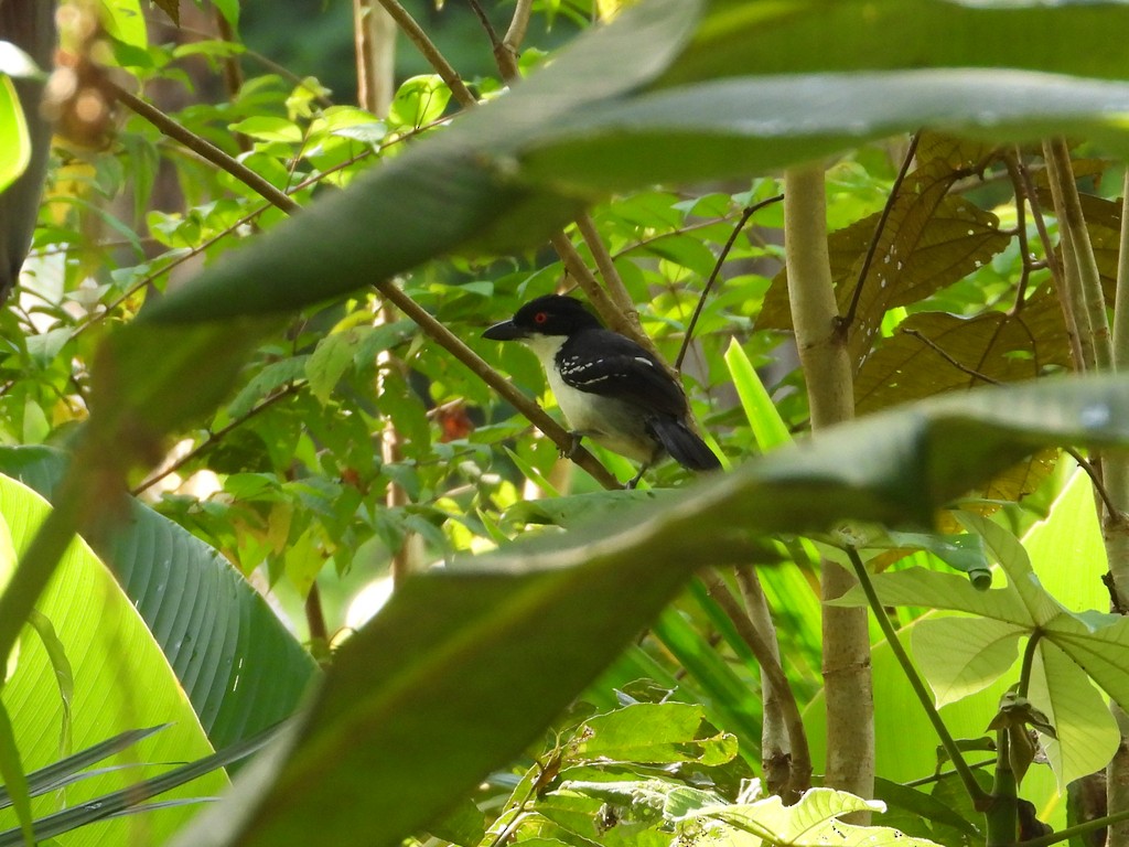 Great Antshrike - ML635618361