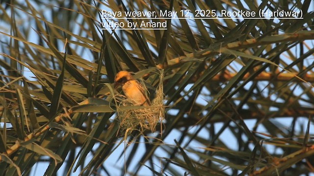 Baya Weaver - ML635618366