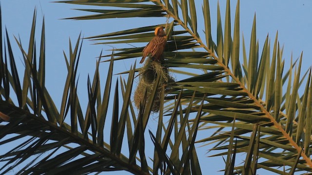 Baya Weaver - ML635618367