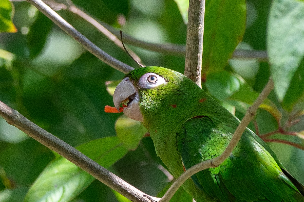Cuban Parakeet - ML635618546