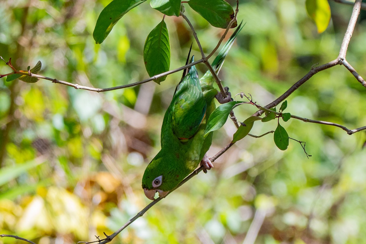 Cuban Parakeet - ML635618548