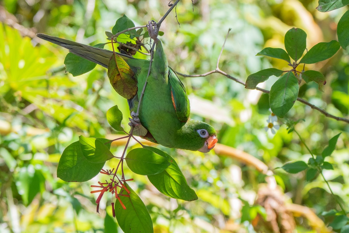 Cuban Parakeet - ML635618552