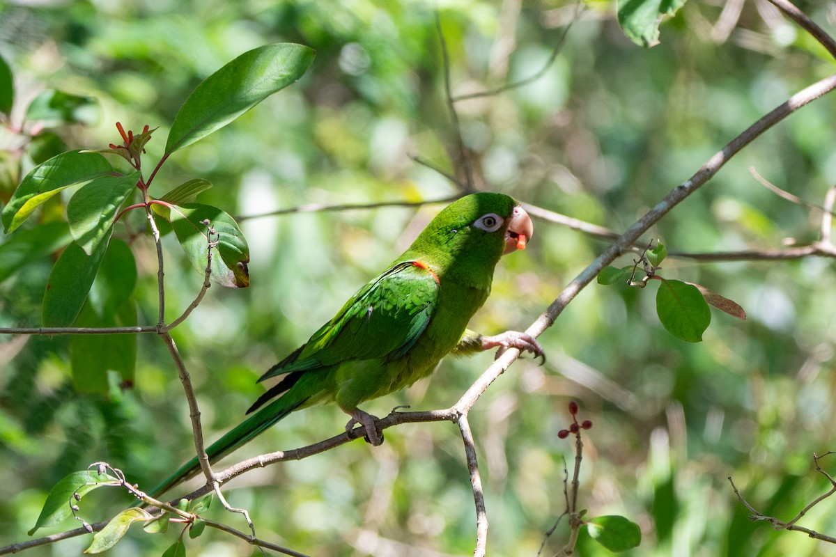 Cuban Parakeet - ML635618553