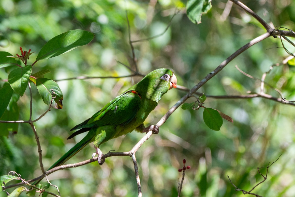 Cuban Parakeet - ML635618554