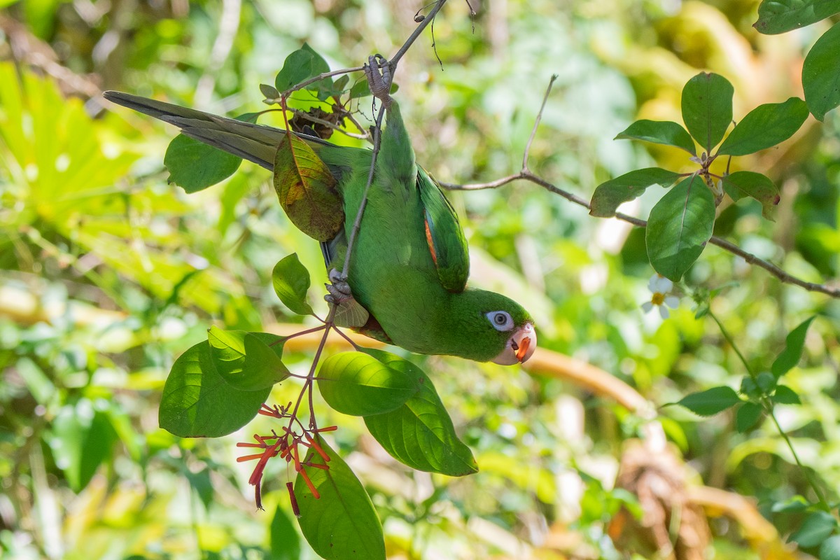Cuban Parakeet - ML635618555
