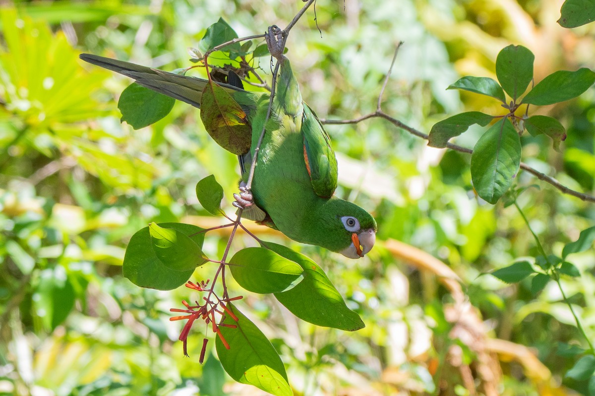 Cuban Parakeet - ML635618556