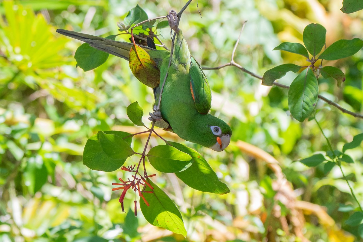 Cuban Parakeet - ML635618557