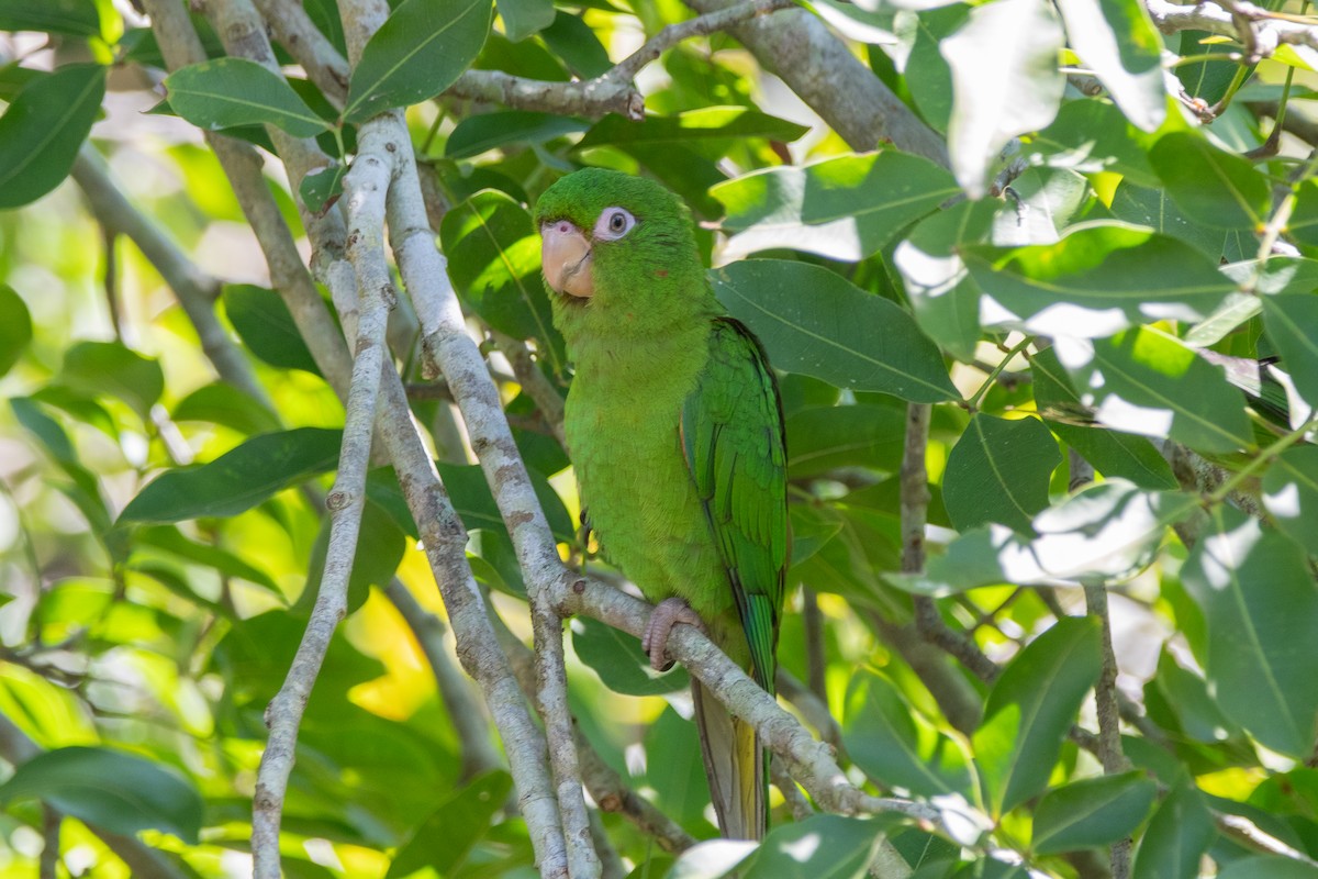 Cuban Parakeet - ML635618558