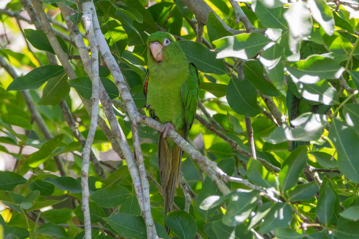 Cuban Parakeet - ML635618560