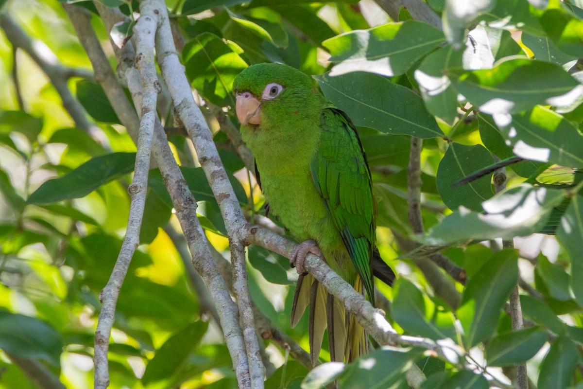 Cuban Parakeet - ML635618561