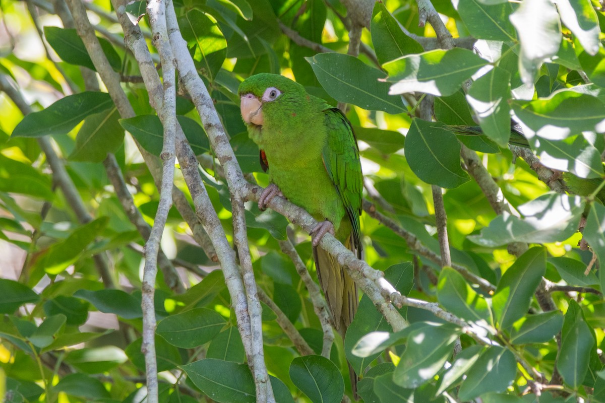 Cuban Parakeet - ML635618562