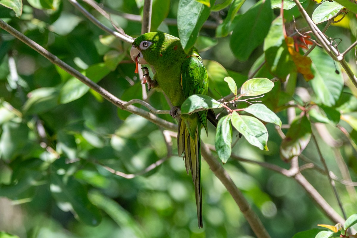 Cuban Parakeet - ML635618563