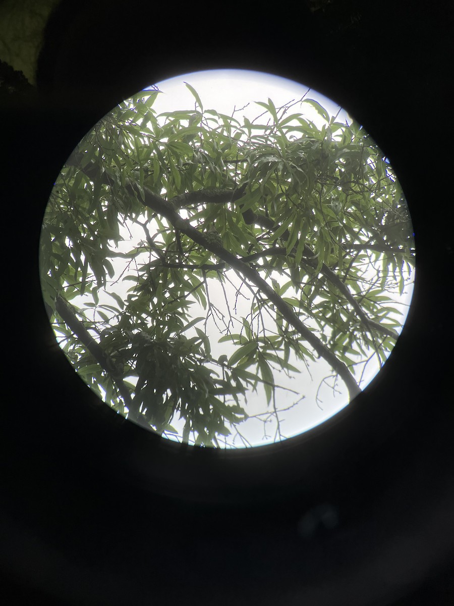 Ruby-throated Hummingbird - ML635618732