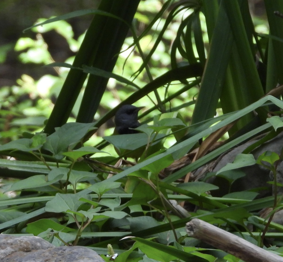 Mourning Warbler - ML635618776