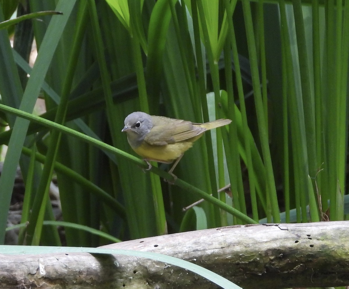 Mourning Warbler - ML635618777