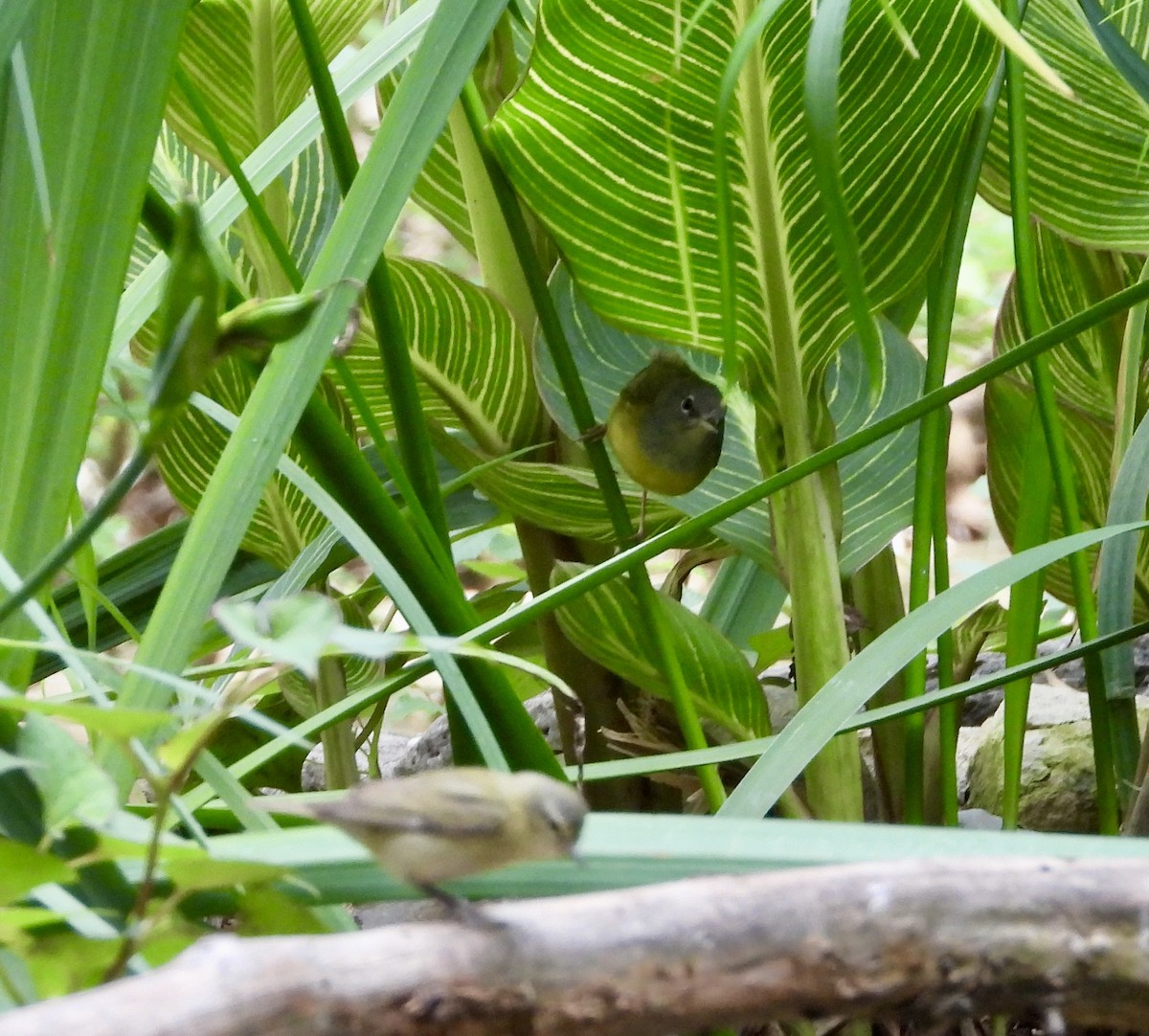 Mourning Warbler - ML635618778
