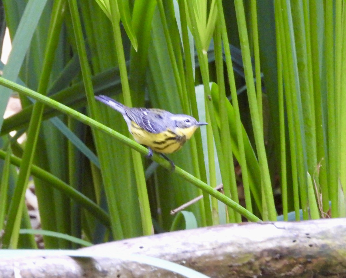 Magnolia Warbler - ML635618856