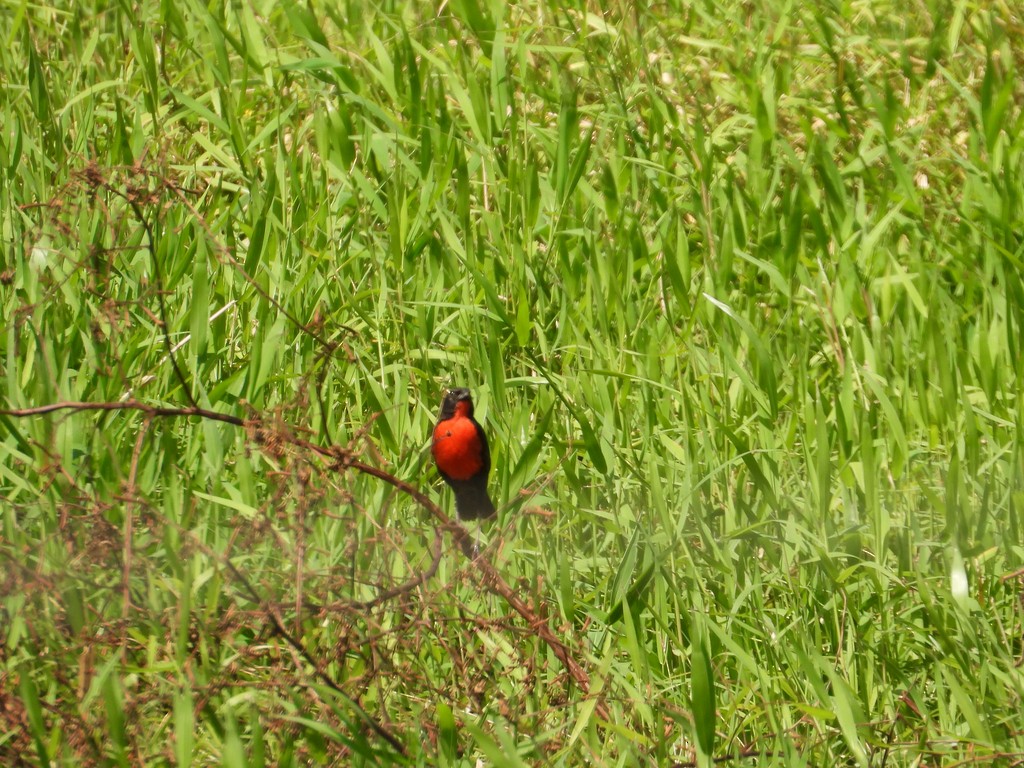 Red-breasted Meadowlark - ML635618869