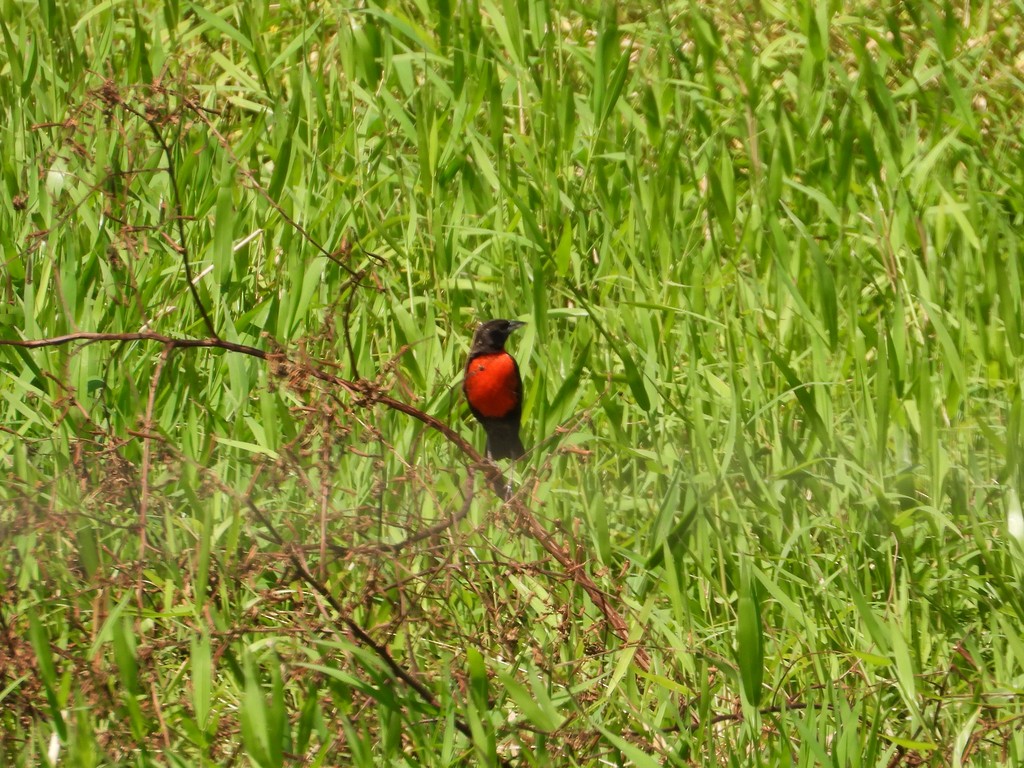 Red-breasted Meadowlark - ML635618871