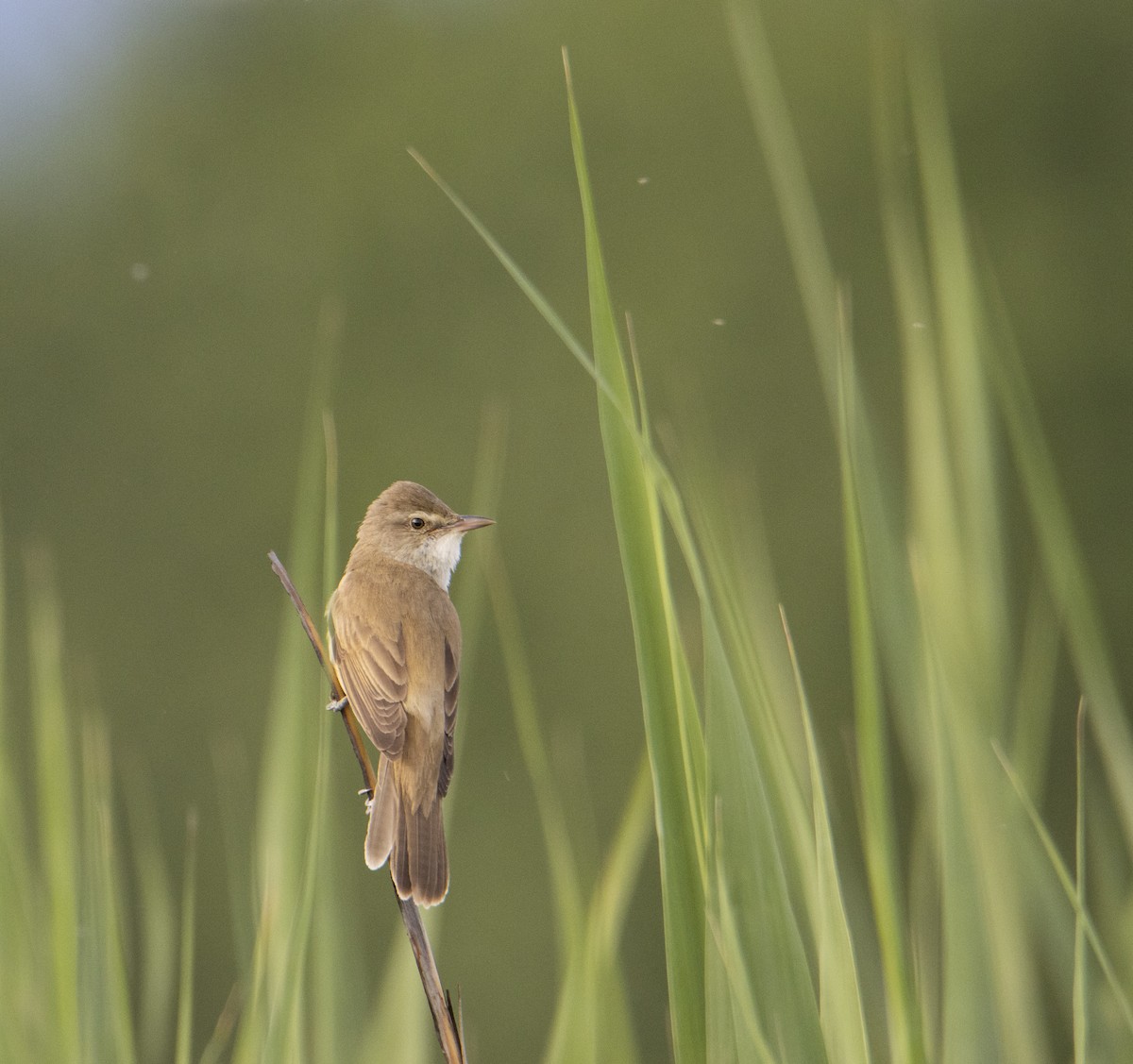 Great Reed Warbler - ML635618880