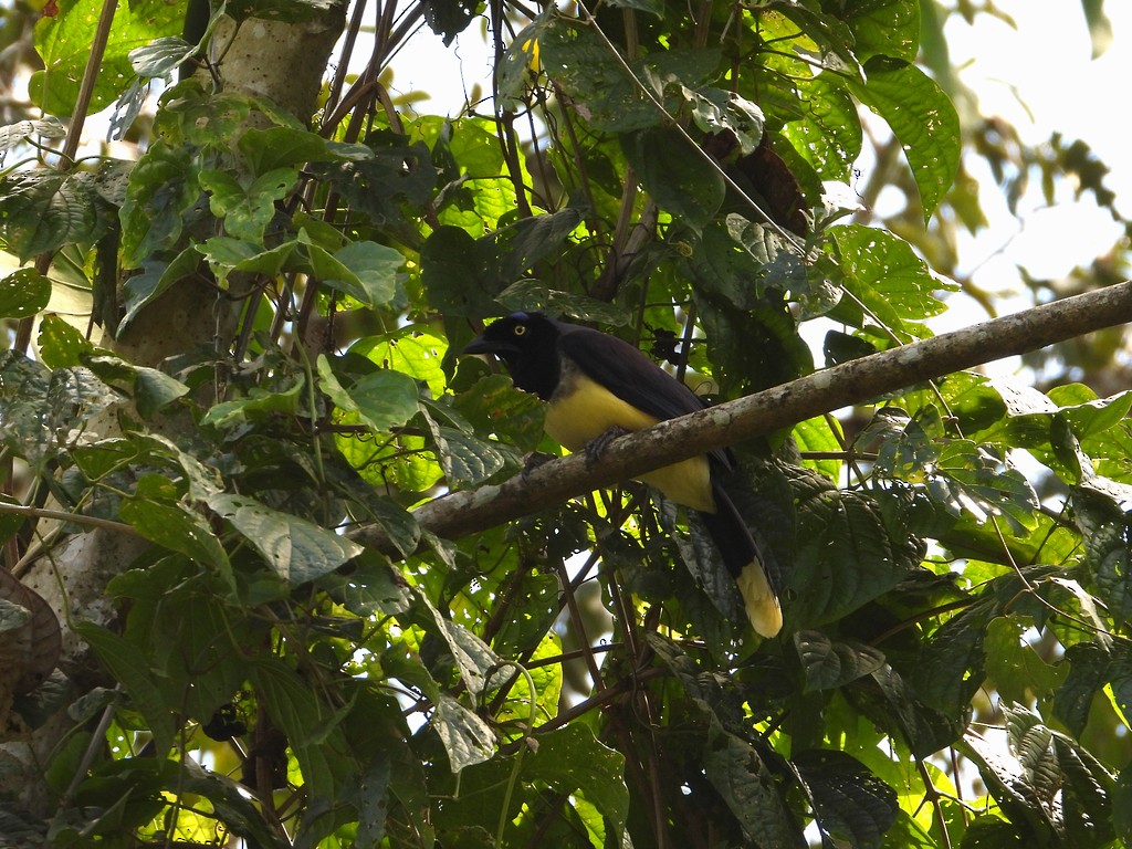 Black-chested Jay - ML635618885