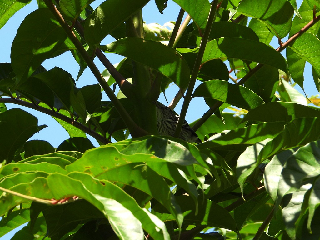 Pacific Antwren - ML635618902