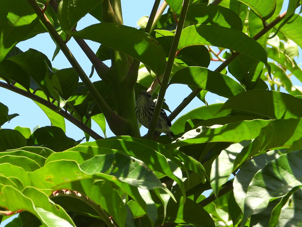 Pacific Antwren - ML635618903