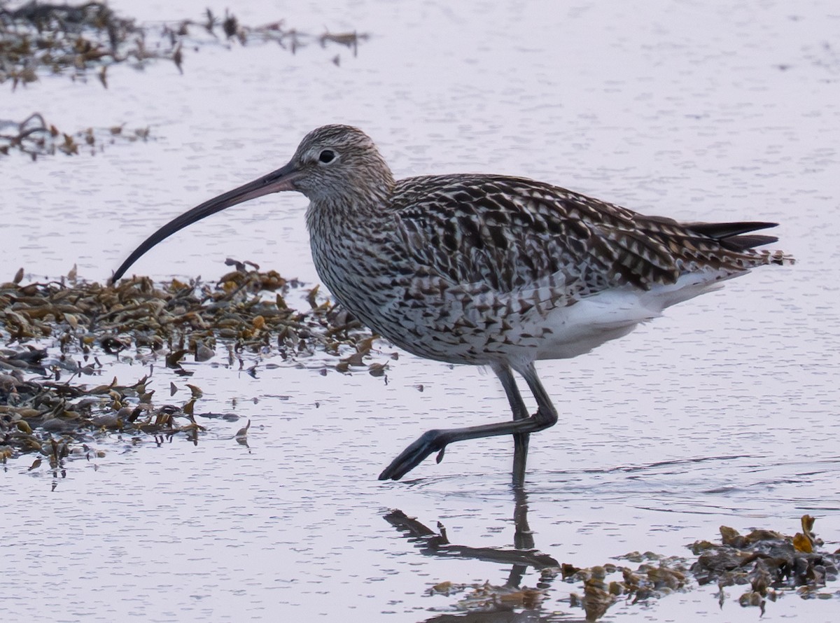Eurasian Curlew - ML635618915