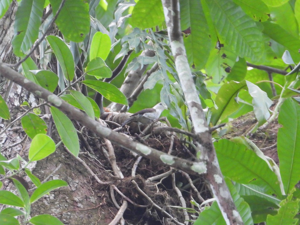 White-headed Wren - ML635618952