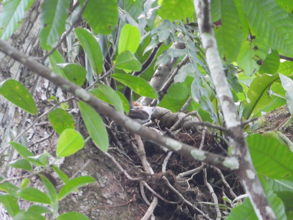 White-headed Wren - ML635618953