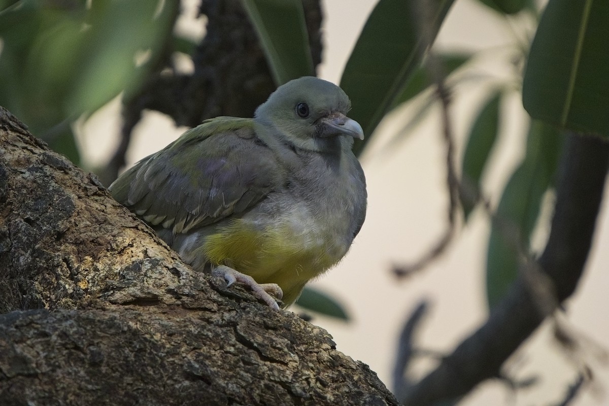 Bruce's Green-Pigeon - ML635618970