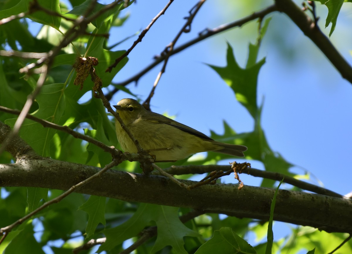 Orange-crowned Warbler - ML635619129