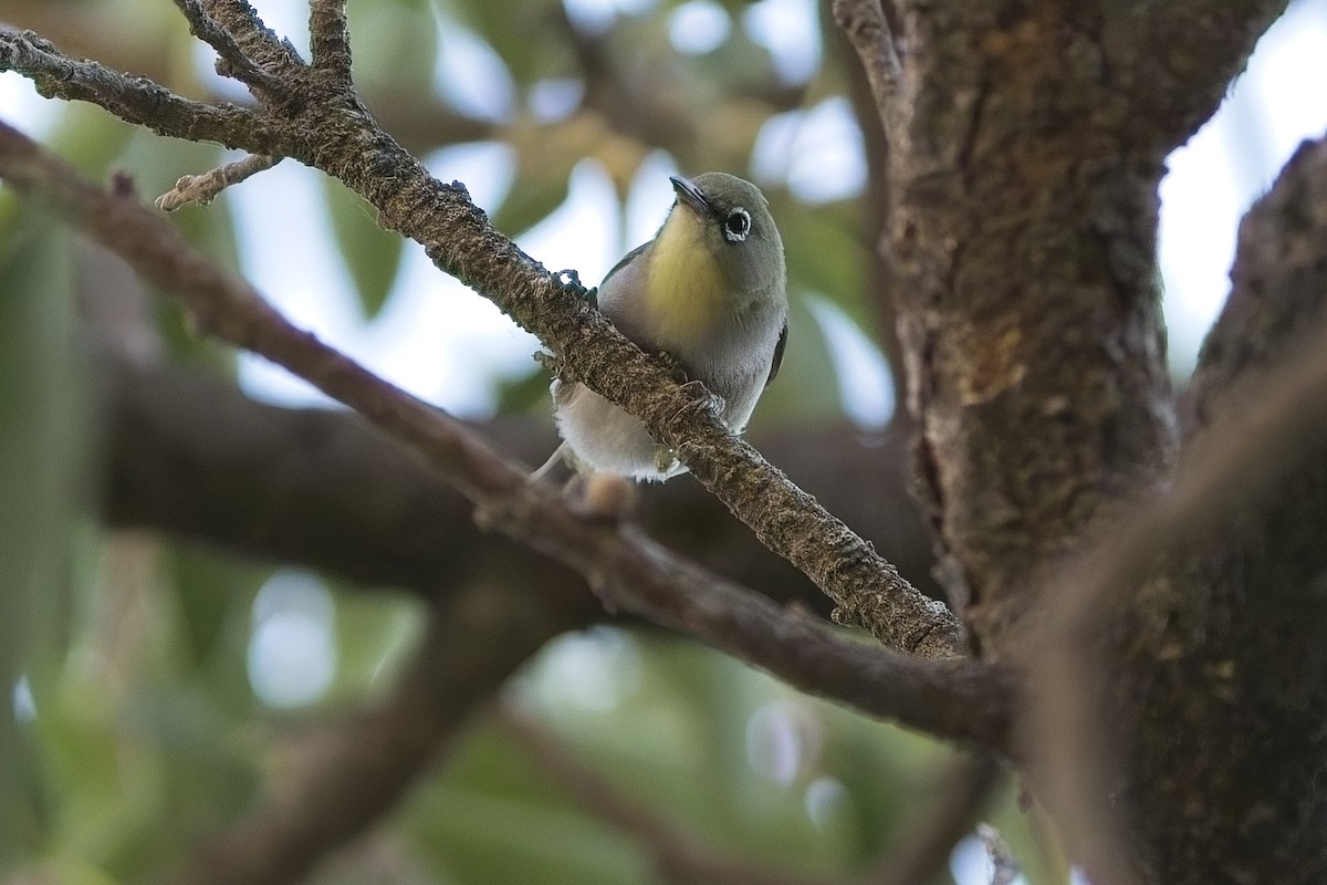 Abyssinian White-eye - ML635619137